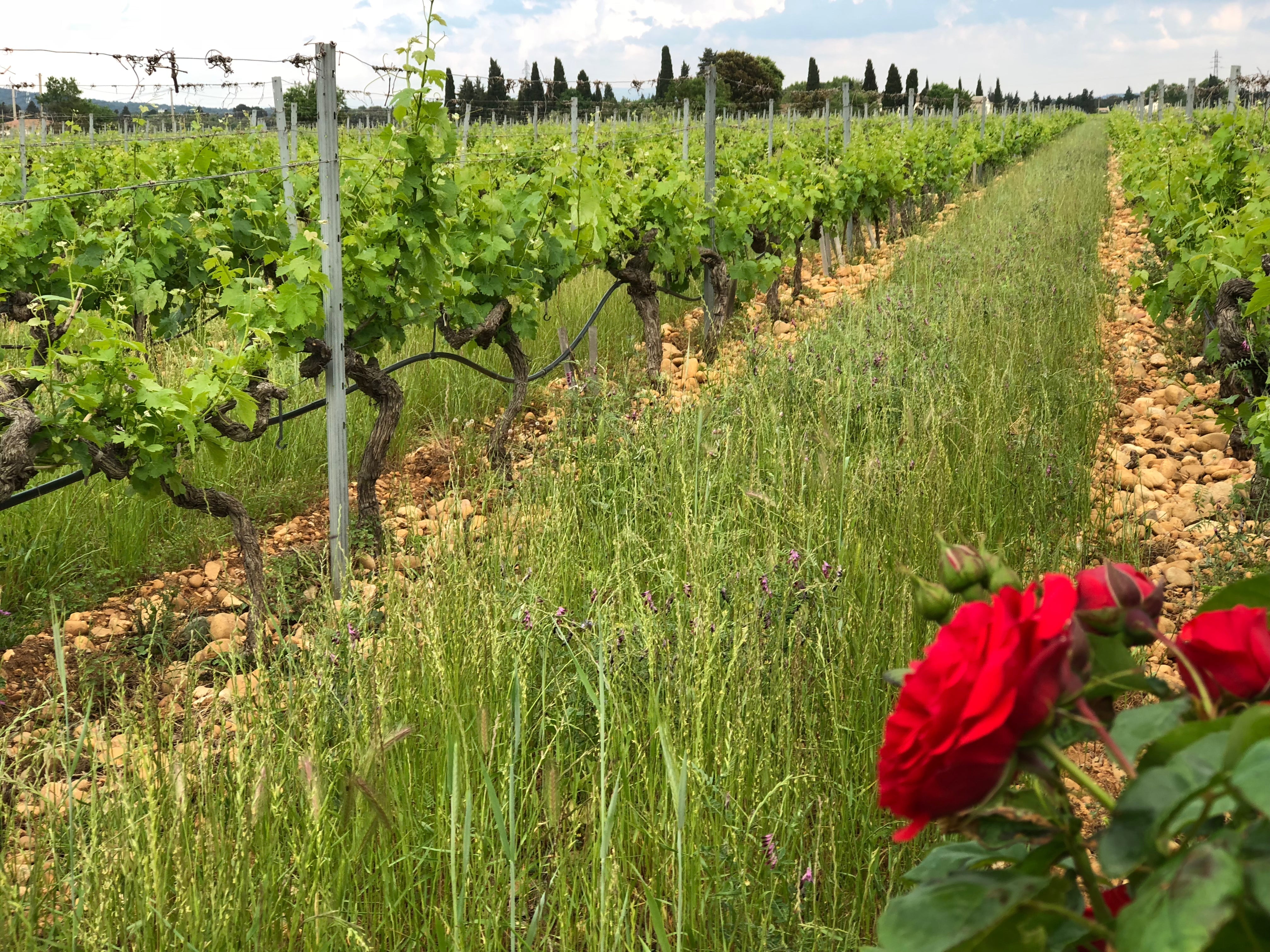 The Everyday Excellence of Côtes du Rhône
