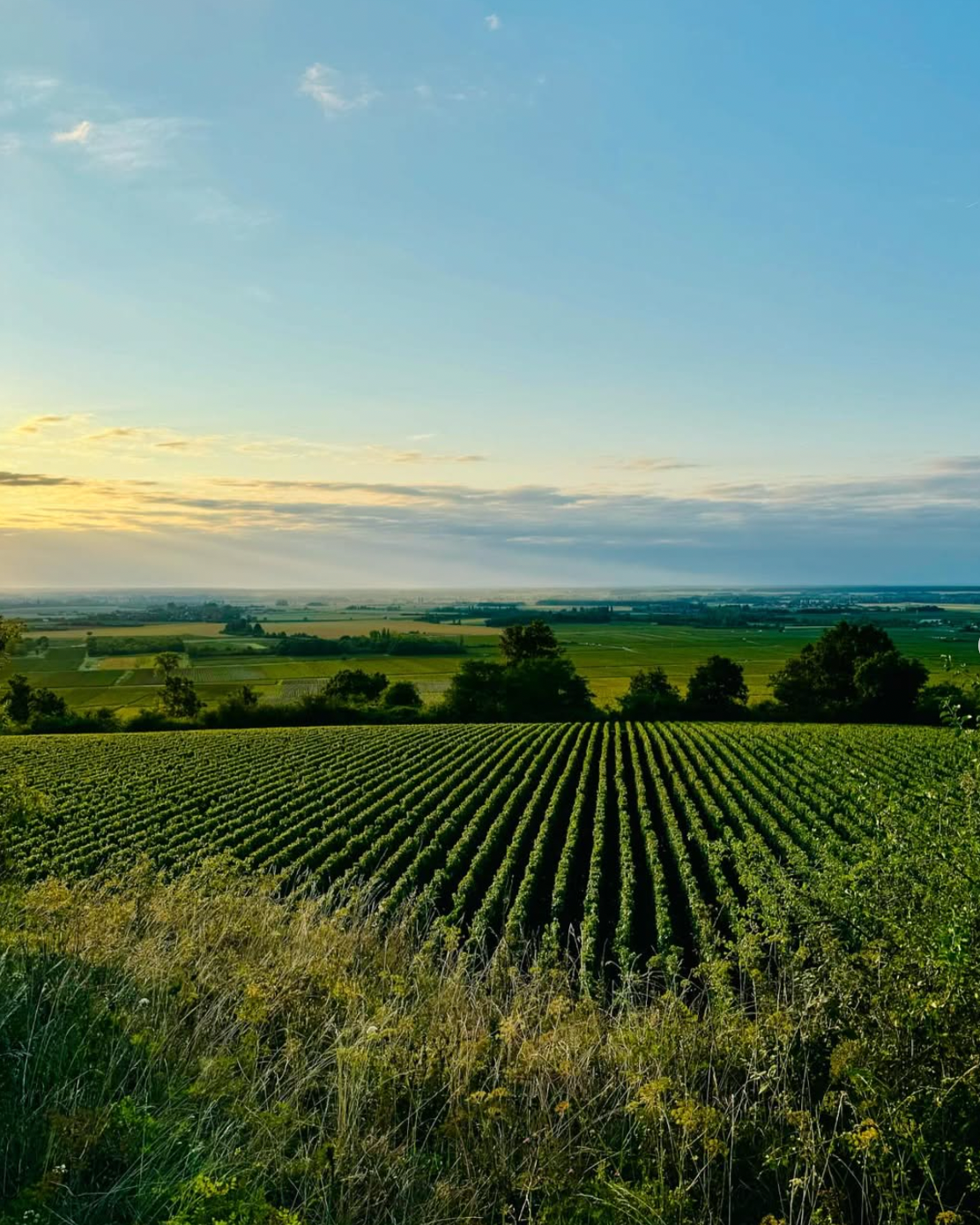 West Palm Wine Co. Grower Profile: Domaine Arnaud Baillot