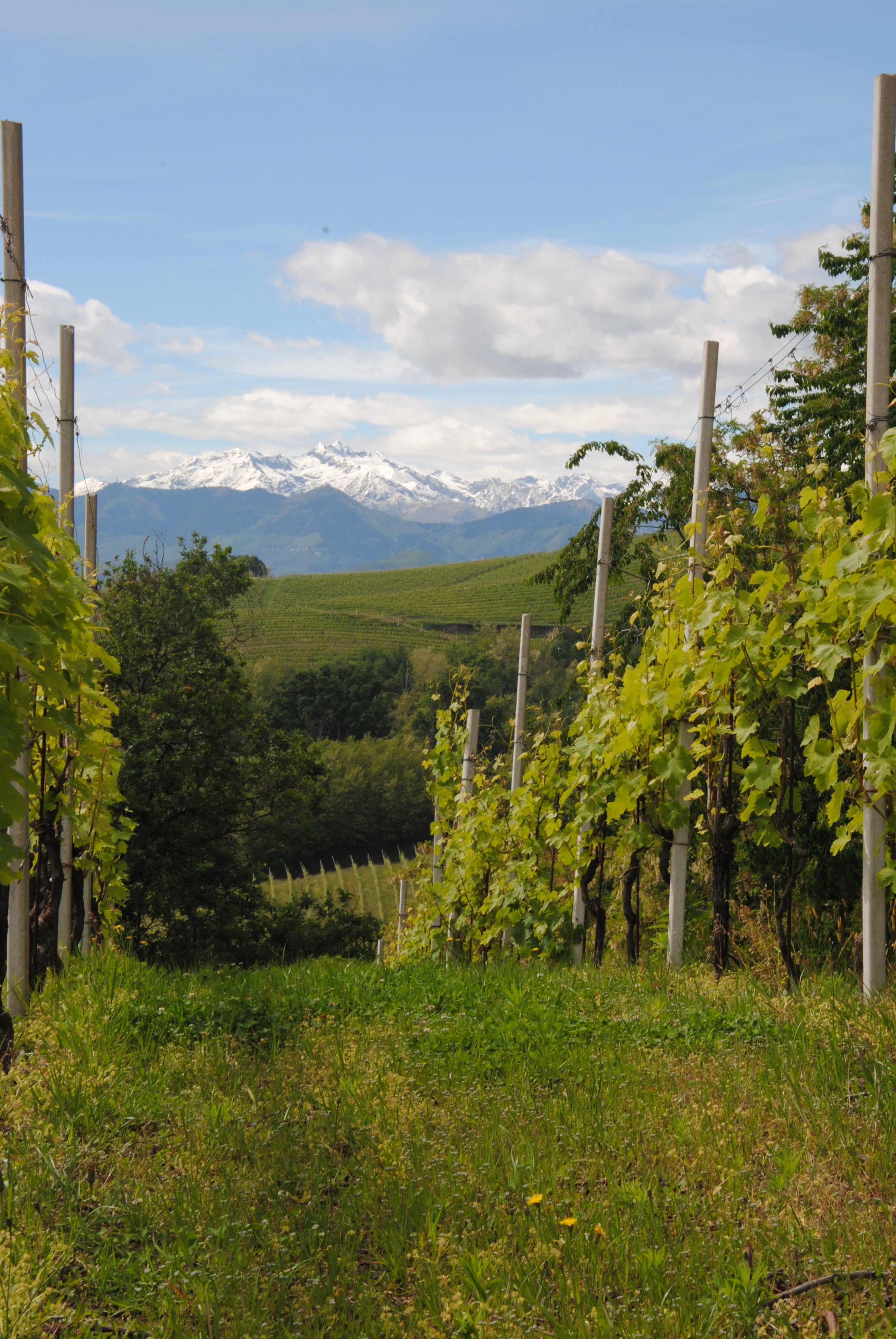 Cantina Sociale di Gattinara vineyards