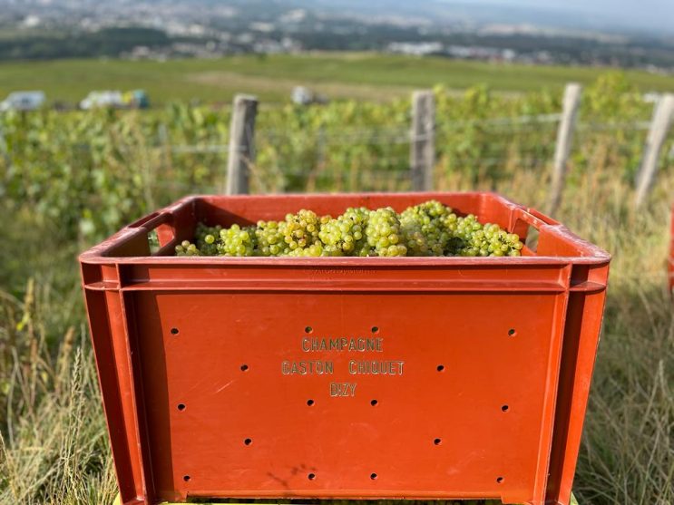 West Palm Wine Co. Grower Profile: Gaston Chiquet