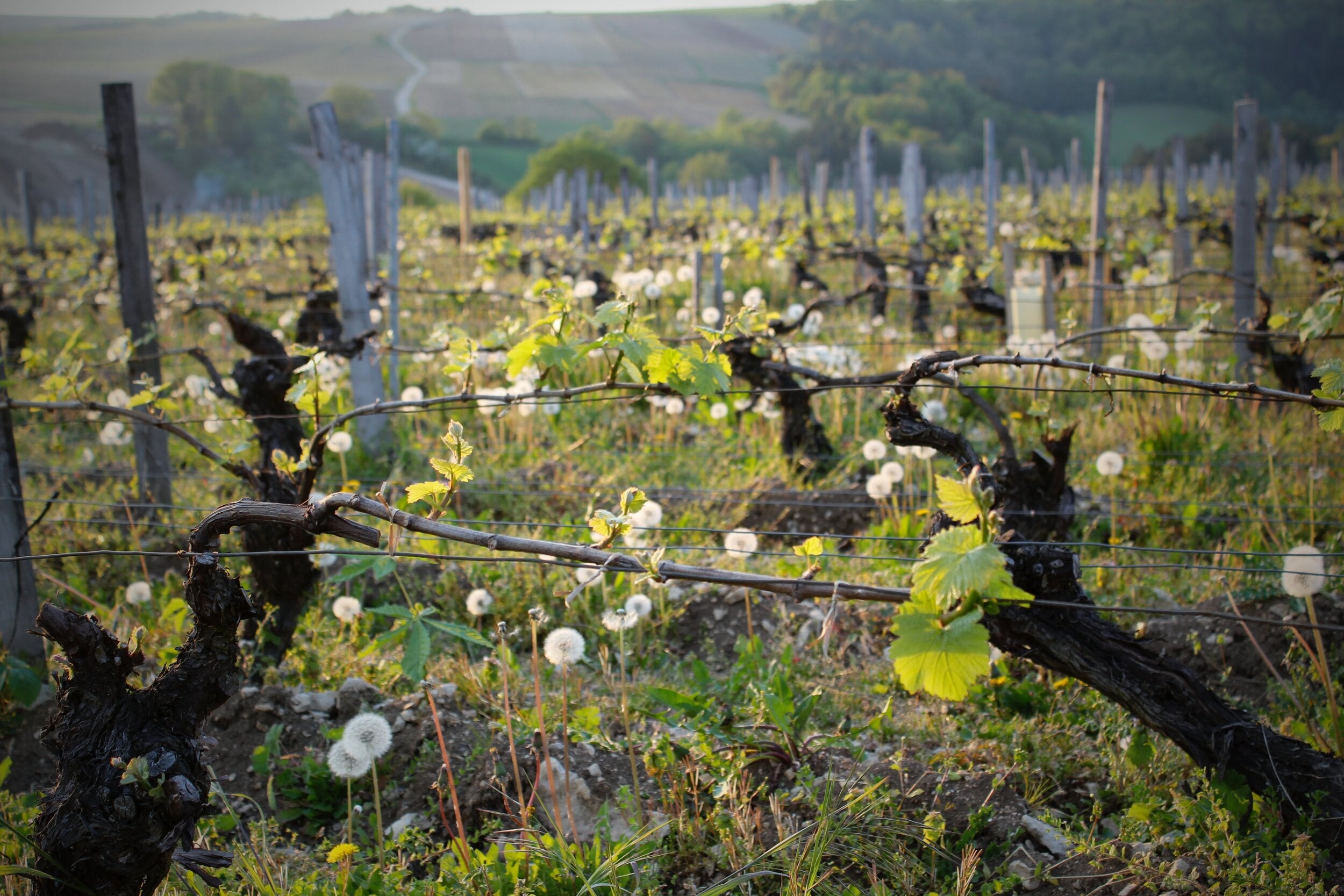 West Palm Wine Co. Chateau de Béru