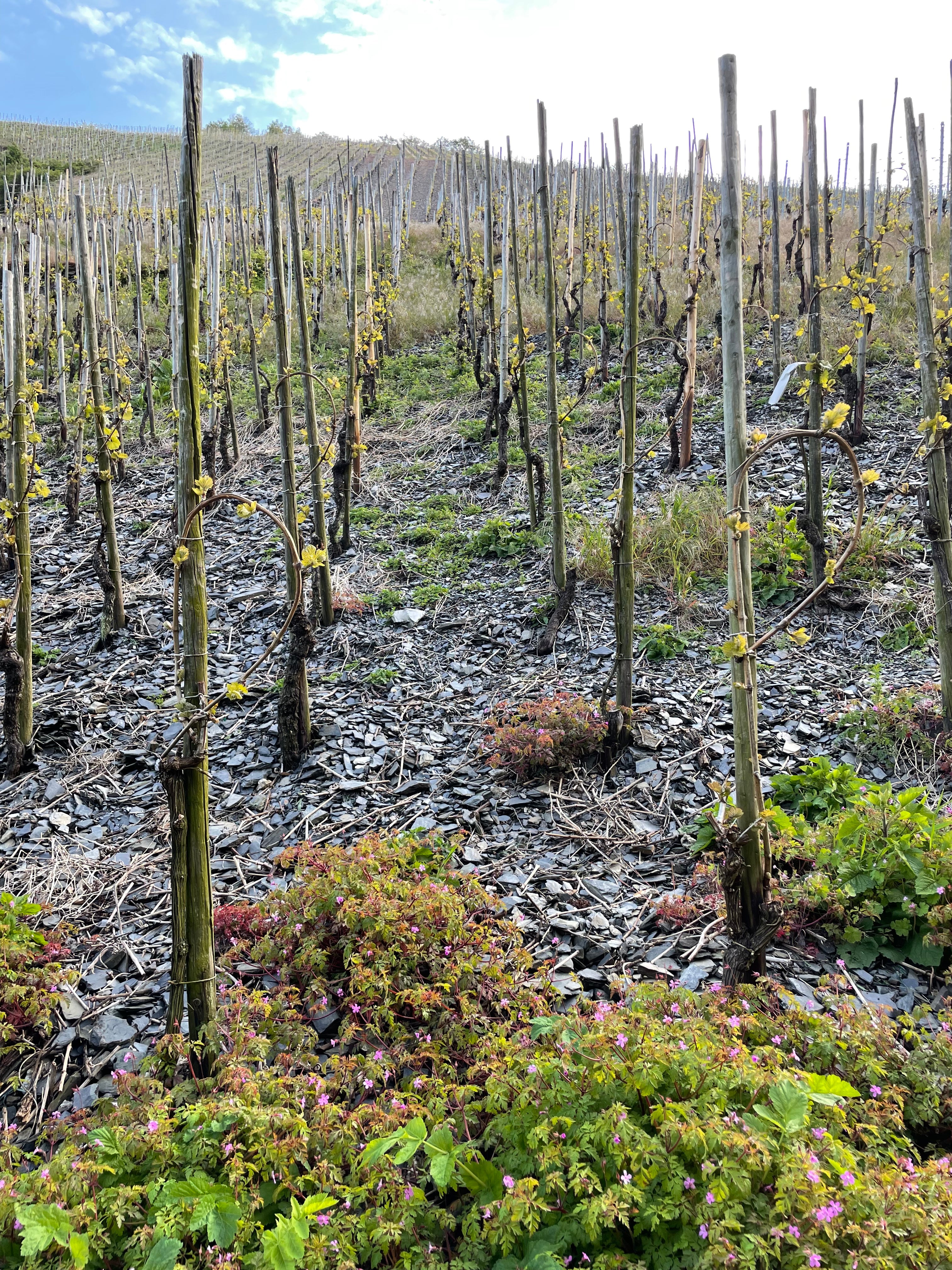 Julian and Nadine Haart's Vineyards