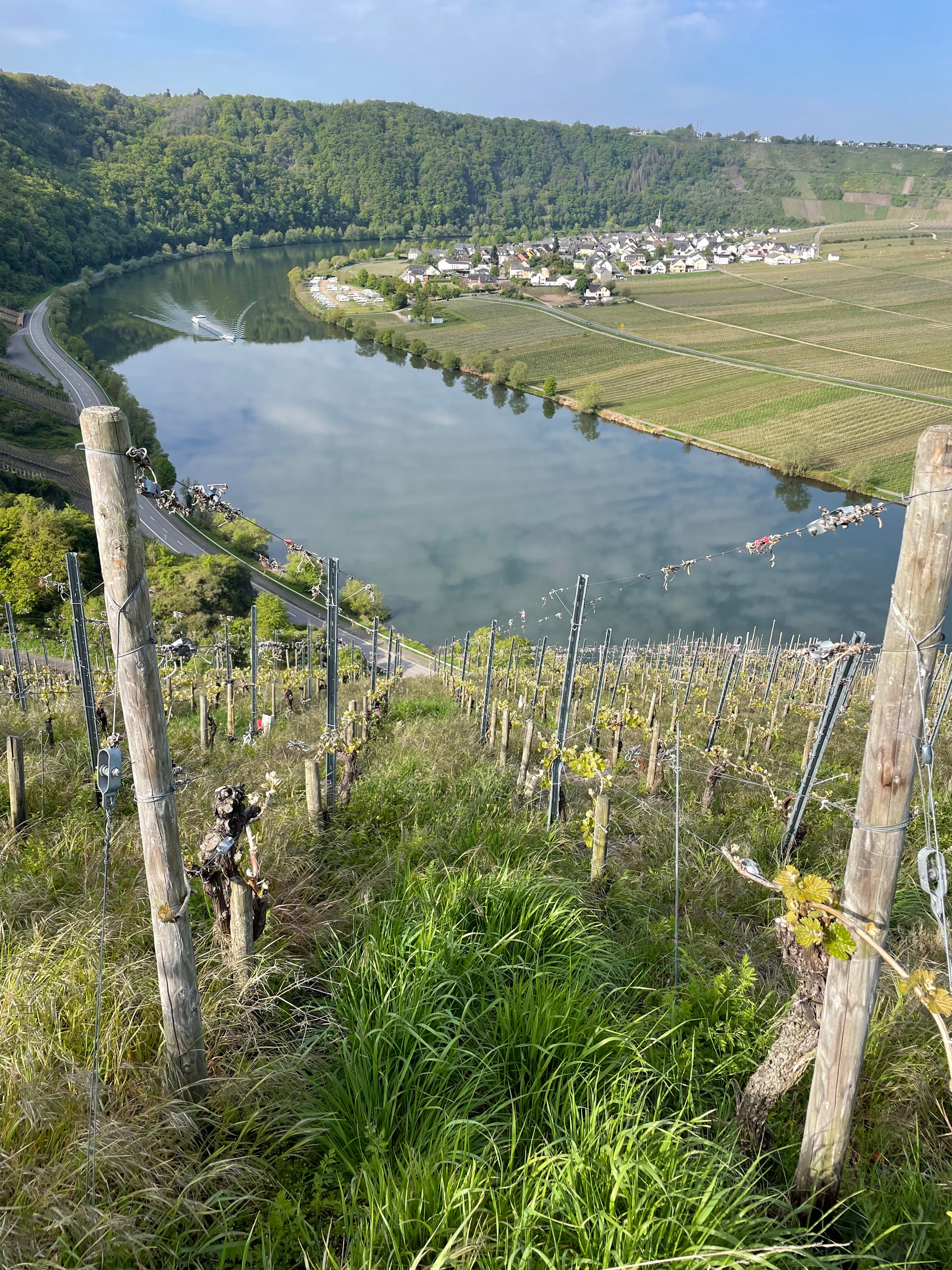 View from top of Haart's vineyards