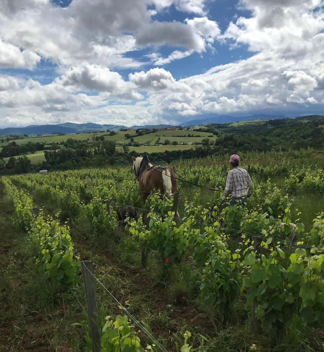 Nathalie Banes, vigneronne in southern Beaujolais and her horse, Hulet