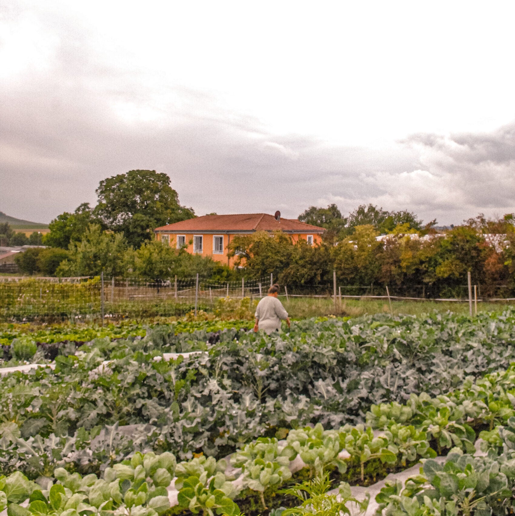 Wein-Goutte farm, with Emily Campeau