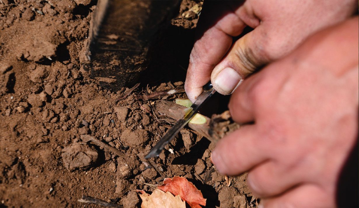 Arianna Occhipinti's vineyards