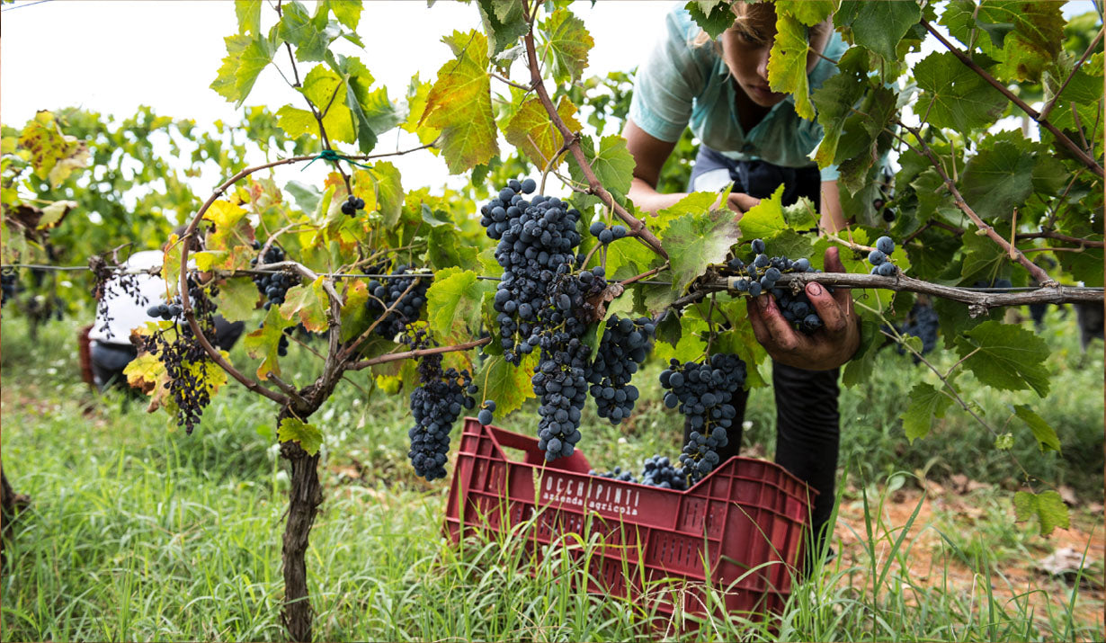 Arianna Occhipinti's vineyards