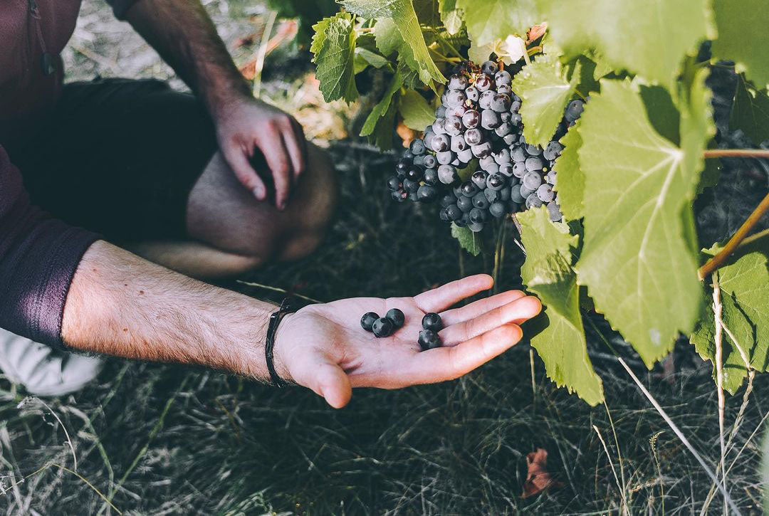 West Palm Wine Co. Grower Profile: Domaine Arnaud Baillot