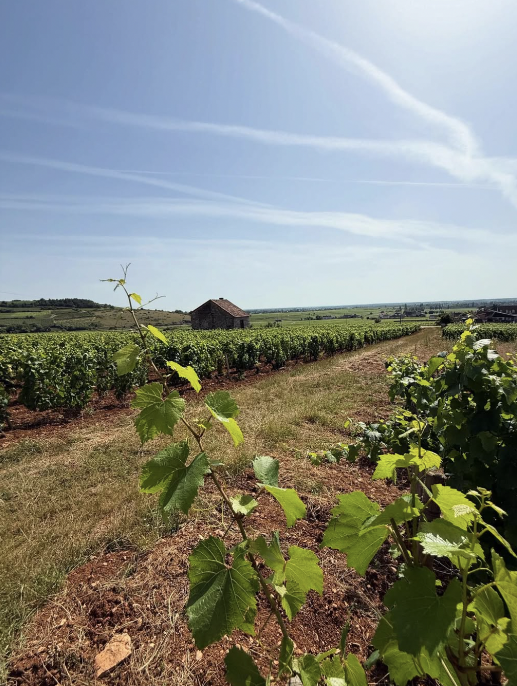 West Palm Wine Co. Grower Profile: Domaine Arnaud Baillot