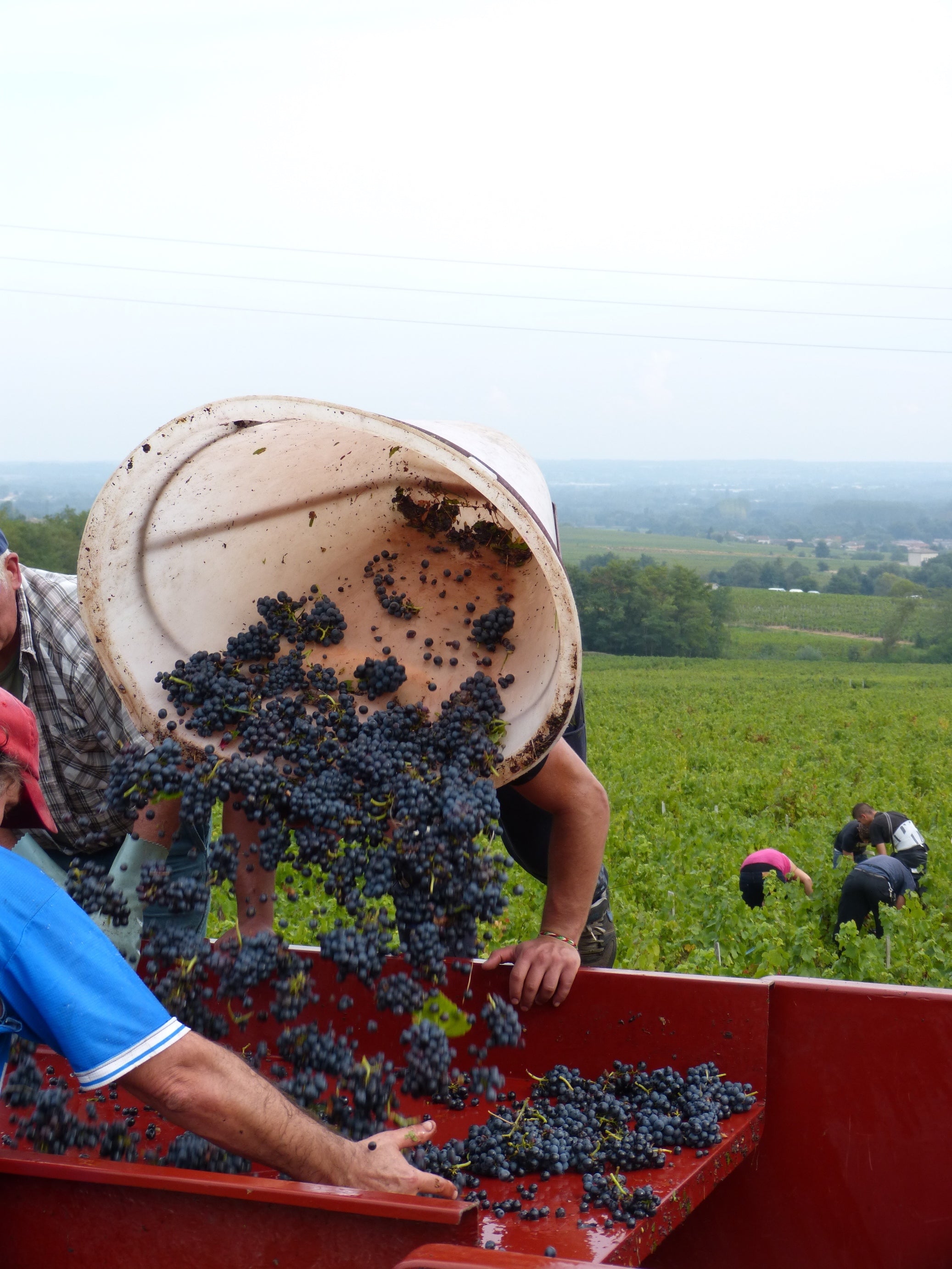 West Palm Wine Co. Grower Profile: Domaine Chignard