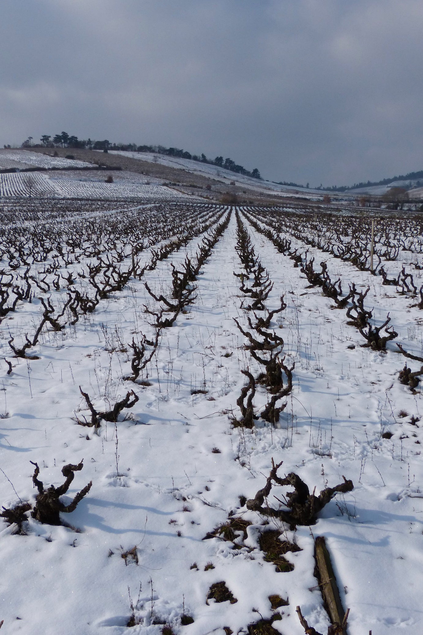 West Palm Wine Co. Grower Profile: Domaine Chignard