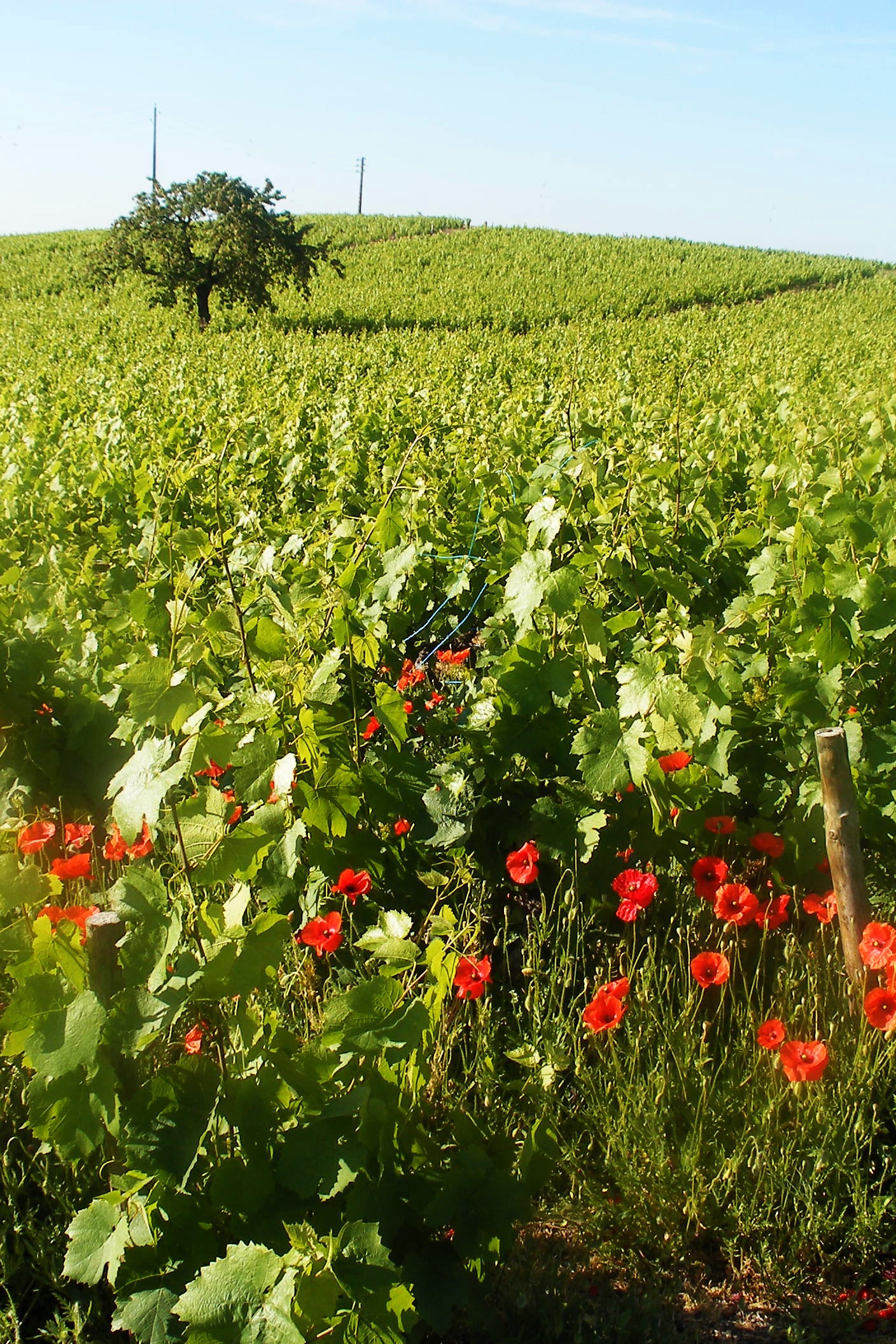 West Palm Wine Co. Grower Profile: Domaine Chignard