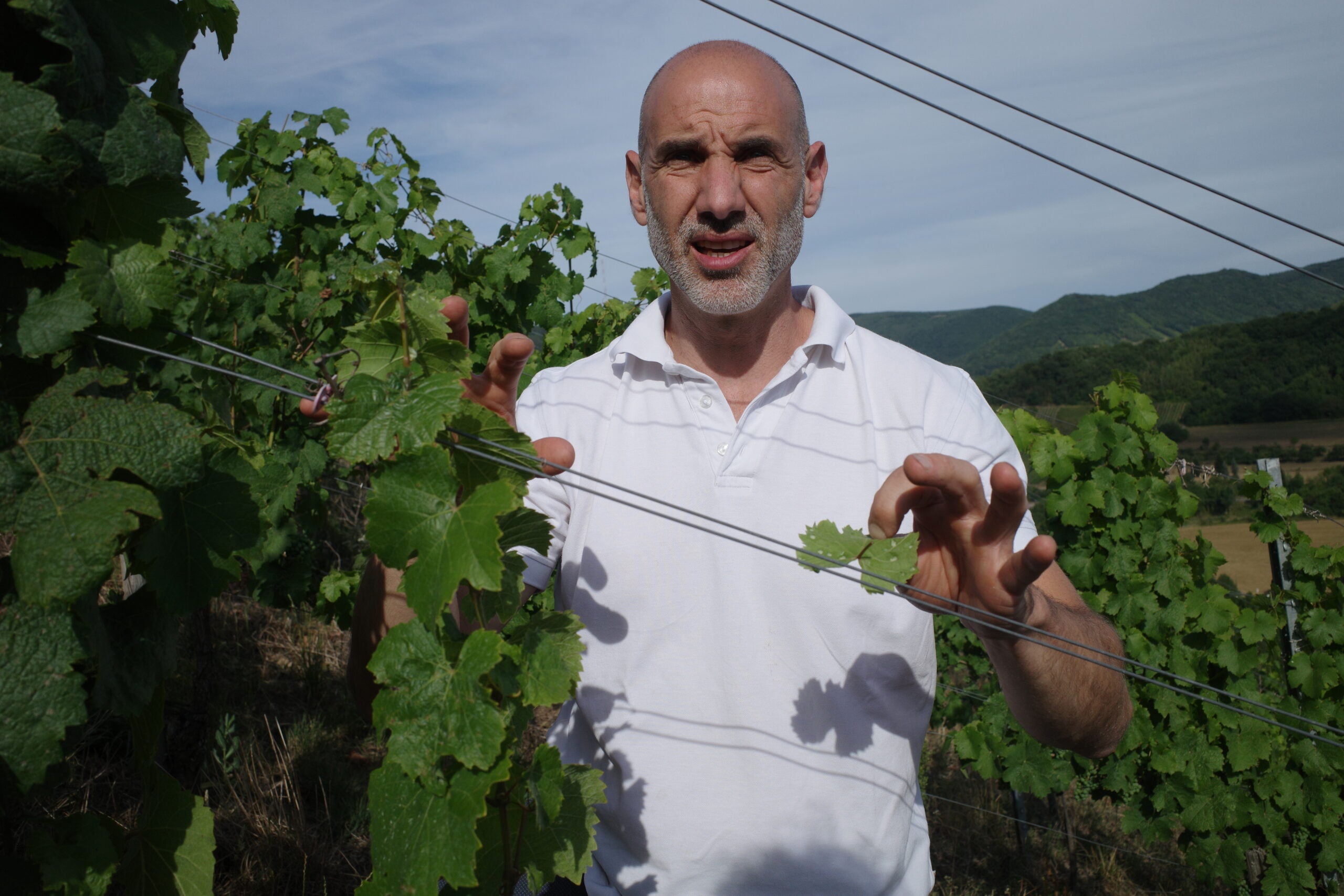 Peter Lauer in the vineyards