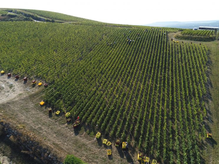 West Palm Wine Co. Grower Profile: Gaston Chiquet