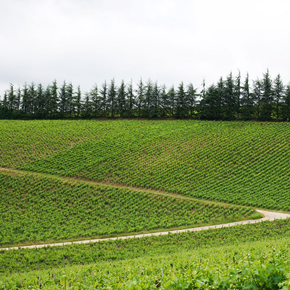 West Palm Wine Co. Grower Profile: Domaine Hippolyte Reverdy