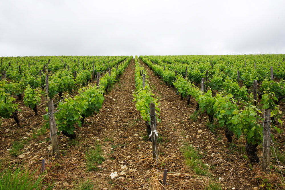 West Palm Wine Co. Grower Profile: Domaine Hippolyte Reverdy